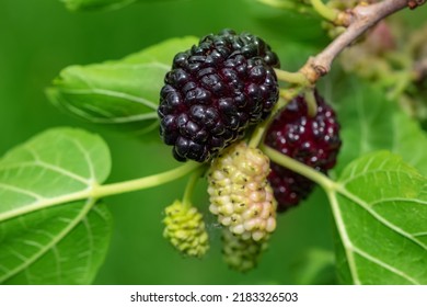 The Fruit Of Black Mulberry - Mulberry Tree