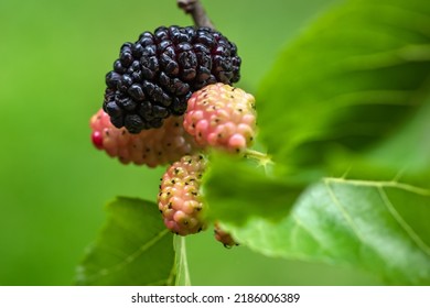 The Fruit Of Black Mulberry - Mulberry Tree