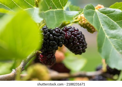 The Fruit Of Black Mulberry - Mulberry Tree