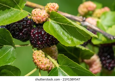 The Fruit Of Black Mulberry - Mulberry Tree