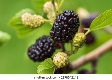 The Fruit Of Black Mulberry - Mulberry Tree