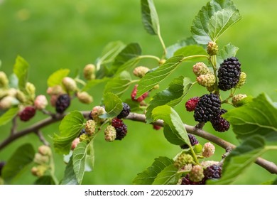 The Fruit Of Black Mulberry - Mulberry Tree