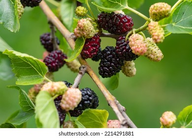 The Fruit Of Black Mulberry - Mulberry Tree