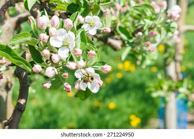 Fruit blossom in spring - Shutterstock ID 271224950