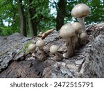 Fruit bodies of the porcelain fungus in the Westerwald, Germany.