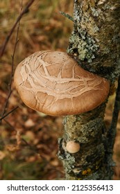 The Fruit Body (basidiocarp) Of Fomitopsis Betulina (birch Polypore, Bracket Or  Or Razor Strop) On A Birch Trunk, Top View, Close-up