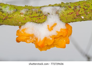 Fruit Body Golden Jelly Fungus Tremella Stock Photo 772729636 ...