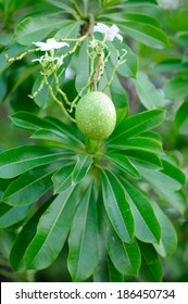 Fruit Of A Calabash Tree