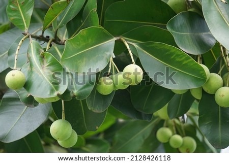 The fruit of Calophyllum inophyllum (tamanu, mastwood, beach calophyllum, beautyleaf, Sinhala, Alexandrian laurel, balltree, beach touriga, Borneo-mahogany) with natural background.