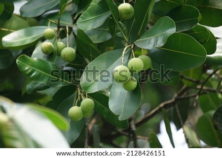 The fruit of Calophyllum inophyllum (tamanu, mastwood, beach calophyllum, beautyleaf, Sinhala, Alexandrian laurel, balltree, beach touriga, Borneo-mahogany) with natural background.