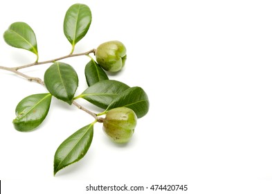 Fruit Of Camellia Japonica