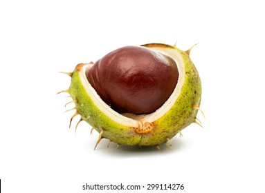 fruit chestnut on a white background