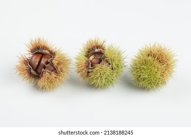 The Fruit Of The Chestnut Tree. It Is Wrapped In A Bunch Of Thorns And Has A Thin, Astringent Inner Skin Inside The Brown Outer Skin. It Is Eaten Raw, Grilled, Or Boiled.