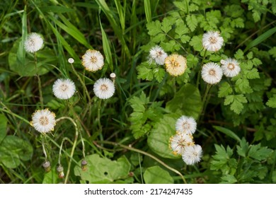 Fruit Of Coltsfoot With Pappus