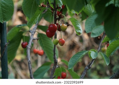 The fruit of the columnar cherry tree, Prunus avium 'Stella', ripens in June. Prunus avium, wild-, sweet-, gean-, or bird cherry is a species of cherry, a flowering plant. Berlin, Germany