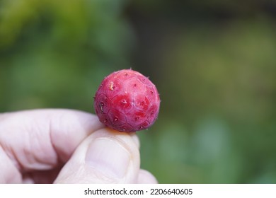 Fruit Of Cornus Kousa The Kousa Dogwood, Is A Small Deciduous Tree. Cornaceae Family.