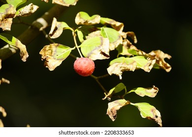 Fruit Of Cornus Kousa The Kousa Dogwood, Is A Small Deciduous Tree. Cornaceae Family.