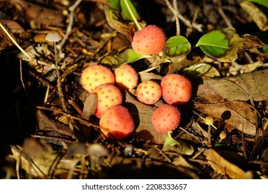 Fruit Of Cornus Kousa The Kousa Dogwood, Is A Small Deciduous Tree. Cornaceae Family.