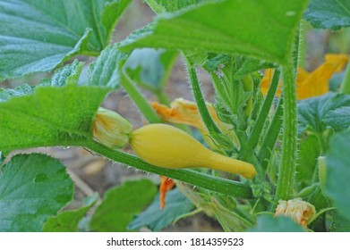 Fruit A Crookneck Squash On The Field