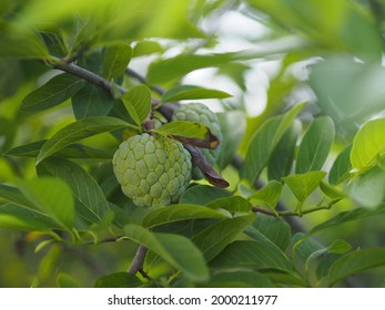 fruit custard apple tree, sugar apple, sweetsop, or anon, Annona squamosa plants Annona squamosa, Annonaceae have Greenish yellow flowers blooming in garden on blurred of nature background, sweet food