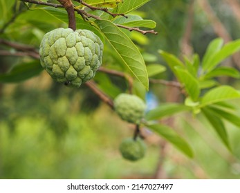 fruit custard apple tree, sugar apple, sweetsop, or anon, Annona squamosa plants Annona squamosa, Annonaceae have Greenish-yellow flowers blooming in garden on blurred of nature background, sweet food