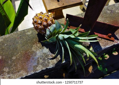 The fruit was dropped