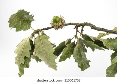 Fruit Of The European Turkey Oak