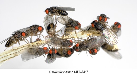 Fruit flies Drosophila with red eyes