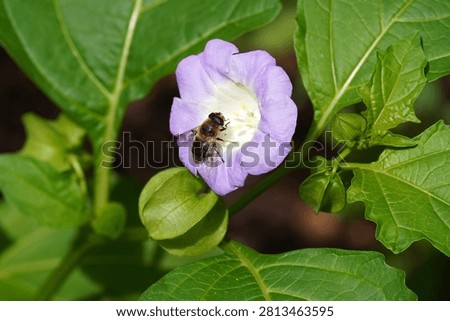 Fruit and flower of Nicandra physalodes, apple-of-Peru, shoo-fly plant. Hoverfly common drone fly (Eristalis tenax). Summer, July, Netherlands                               