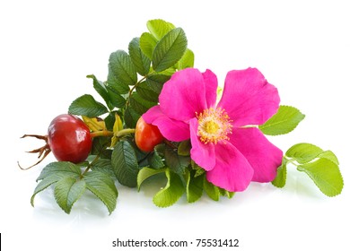 Fruit And Flower Wild Rose On A White Background