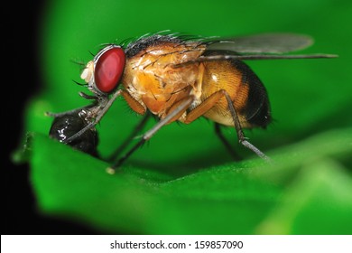 Fruit Fly