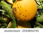 
The fruit fly, also called Ceratitis Capitata, is a small fly that causes great damage on stone fruit, pome fruit, citrus fruits and numerous other fruit plants.