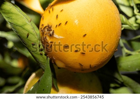 
The fruit fly, also called Ceratitis Capitata, is a small fly that causes great damage on stone fruit, pome fruit, citrus fruits and numerous other fruit plants.