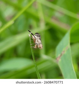  A fruit fly (Drosophila melanogaster) perch on tip of a bladygrass leaf in garden on a fresh morning.