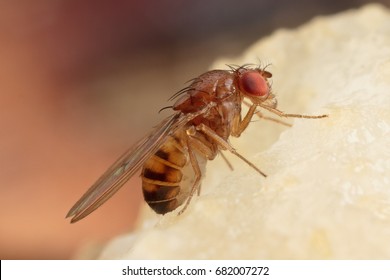 Fruit Fly, Drosophilidae