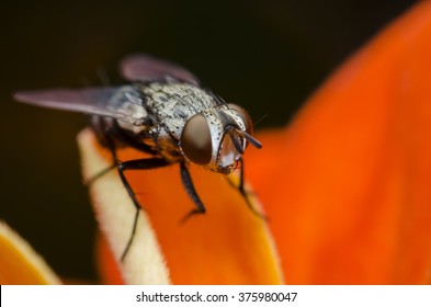 Fruit Fly On Flower