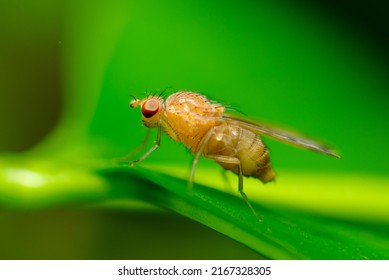 Fruit fly on leaf. Drosophila melanogaster is a species of fly in the family Drosophilidae. 