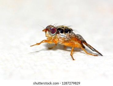 Fruit Fly Images, Stock Photos & Vectors | Shutterstock