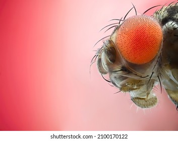 Fruit fly portrait with pink background, fruit fly isolated pink surface, fly face,