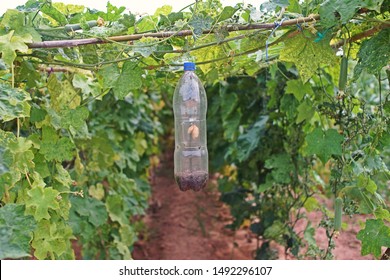 Fruit Fly Trap With Toxic Bait Inside