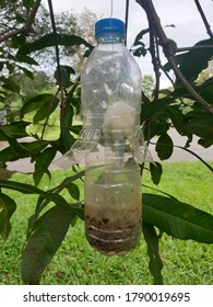 Fruit Fly Trap  Used In Mango Groves