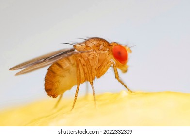 Fruit fly or vinegar fly (Drosophila melanogaster) on banana fruit surface.