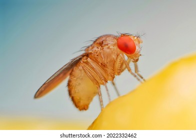 Fruit fly or vinegar fly (Drosophila melanogaster) on banana fruit surface. - Shutterstock ID 2022332462