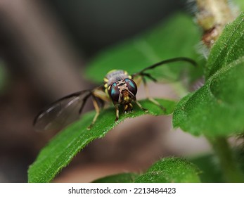 Fruit Fly Or Vinegar Fly (Drosophila Melanogaster) On Green Leaf.