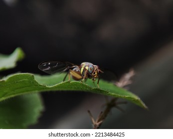 Fruit Fly Or Vinegar Fly (Drosophila Melanogaster) On Green Leaf.