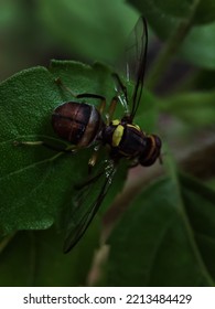 Fruit Fly Or Vinegar Fly (Drosophila Melanogaster) On Green Leaf.