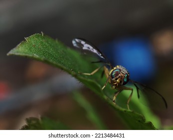 Fruit Fly Or Vinegar Fly (Drosophila Melanogaster) On Green Leaf.