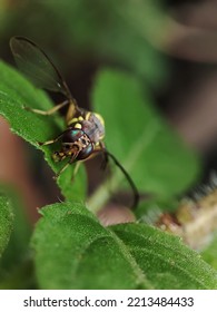 Fruit Fly Or Vinegar Fly (Drosophila Melanogaster) On Green Leaf.