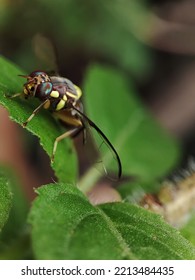 Fruit Fly Or Vinegar Fly (Drosophila Melanogaster) On Green Leaf.