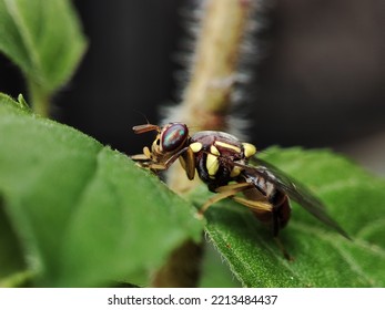 Fruit Fly Or Vinegar Fly (Drosophila Melanogaster) On Green Leaf.